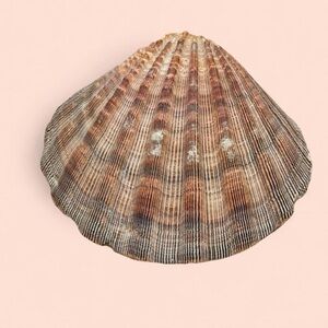 Natural Brown Seashell Accent